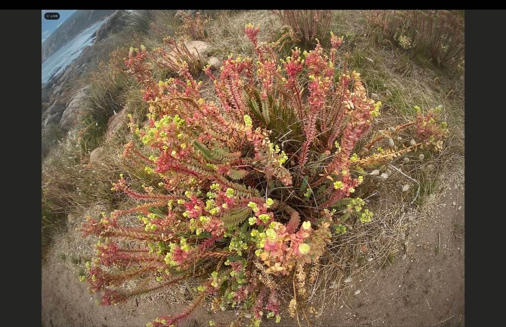 This image evokes the serenity of being outdoors, framed by coastal terrain which is host to flora like the Sea Spurge here. The ocean is positioned in the left corner.