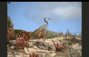 Australia offers many extraordinary experiences and one of these is the variety and number of mesmerizing wildlife.