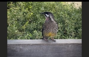 This is an image of a proud and regal Red Wattlebord