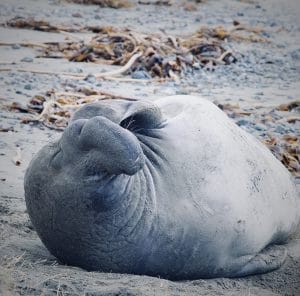 Here you are transported to a sunny beach in California to witness an elephant seal hanging out near the water.