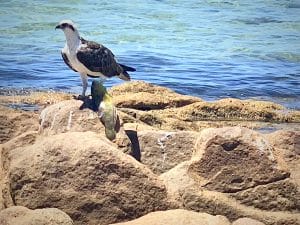 As you walk on a white sandy beach you see a scene ahead. Could it be? Yes, it is a bird of prey; as seen here!