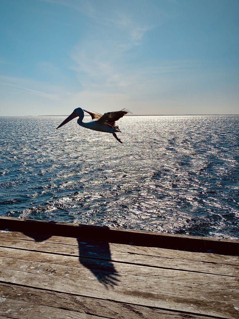 This image brings you to Murat Bay in South Australia. As you gaze upon the unfolding blue ocean from your position on a jetty, you have an opportunity to admire a pelican in full flight. 