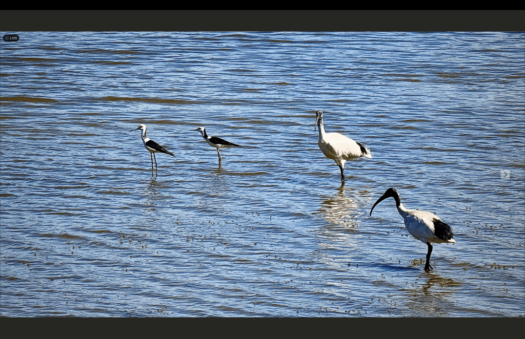 This image includes an ocean park area featuring and Australian White Ibis and Pied Stilt. The latter is a smaller bird than the Ibis.