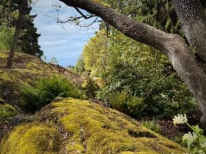 This image takes you to Victoria. Moss-laden rocks, shady trees, and ocean are showcased.
