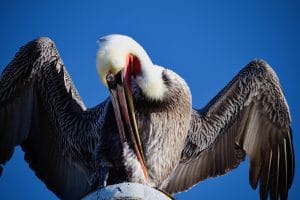 This image was taken on a fine day on an Aussie beach. Focus was on taking a headshot and the wings were a secondary consideration. 