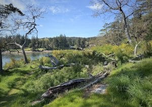 As you are positioned in the Bellhouse Provincial Park, featured here, you have a bird's eye view of forest and beach.