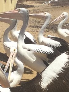 This image, virtually brings you close, to a flock of Pelicans