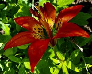 When you go on an alpine forest walk you might see an amazing lily.