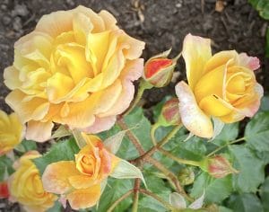 This image takes you to a lovely outdoor spot where you can soak in the beauty of flowers and find serenity amidst the hustle and bustle.