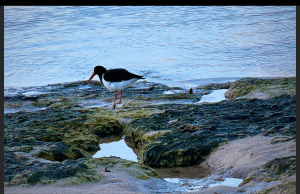 This image features a Eurasian Oystercatcher nestled into a jagged shore.